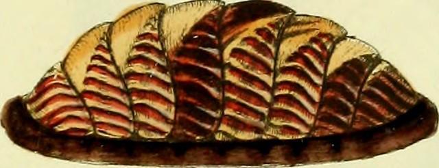 Cozonacul Perfect – rețeta video de cozonac pufos cu nucă sau rahat, stafide, ciocolată